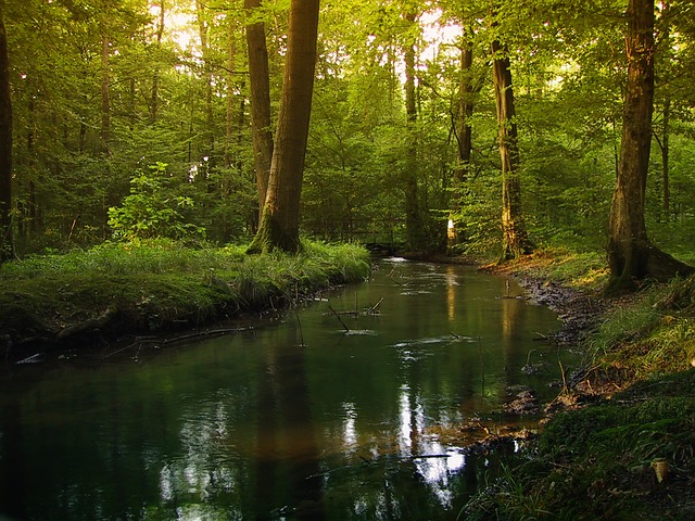 black-forest-river