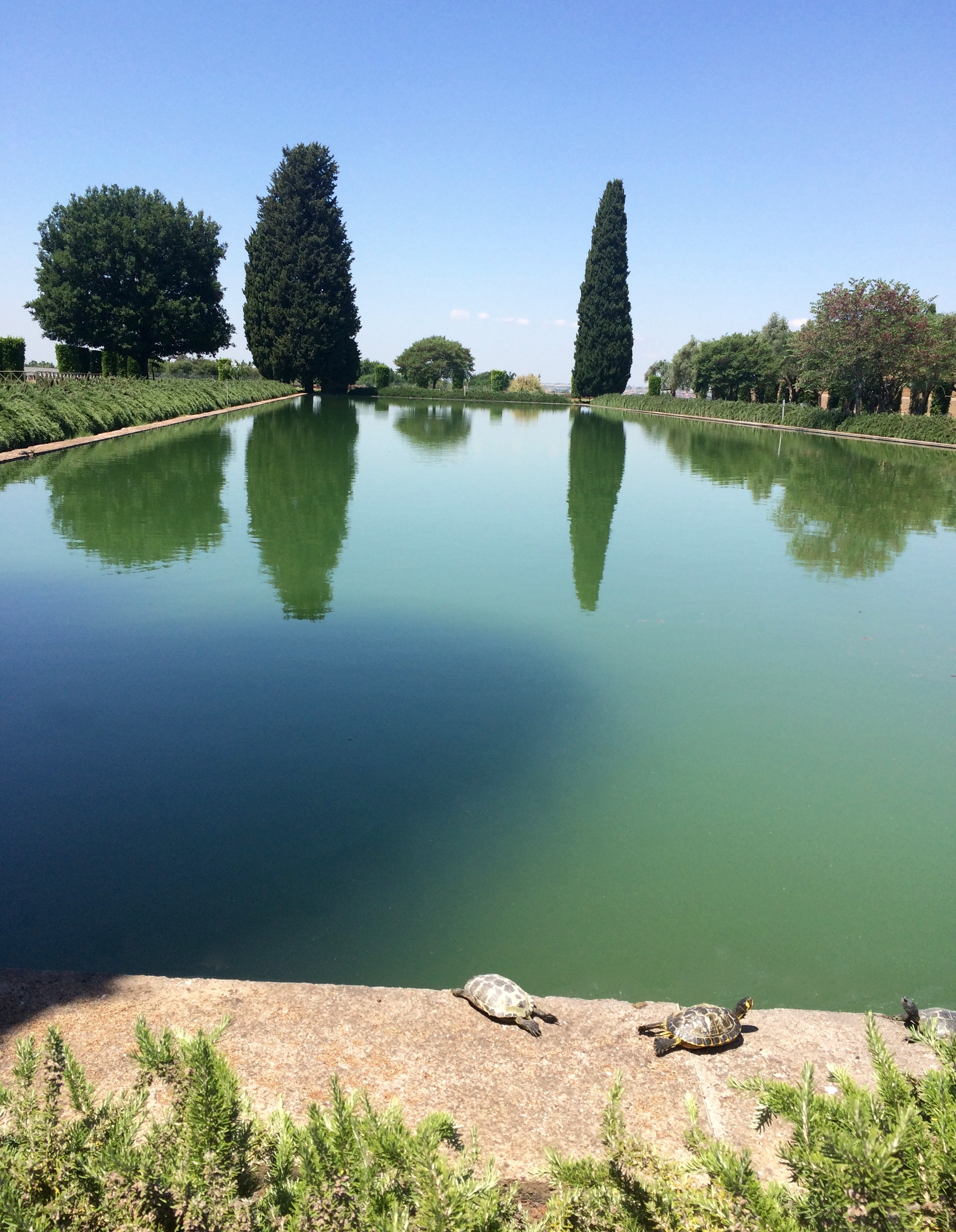 Pecile & Turtles Villa Adriana ┬® Melinda Barlow