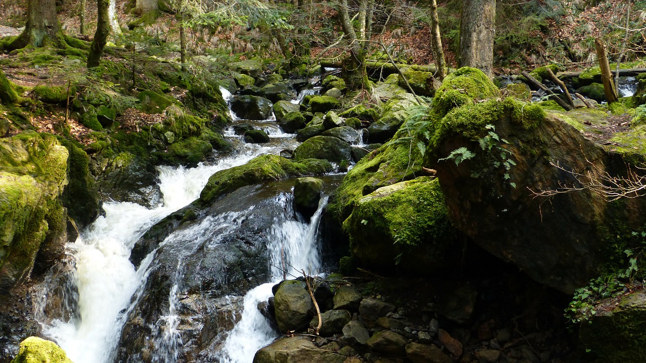 black forest