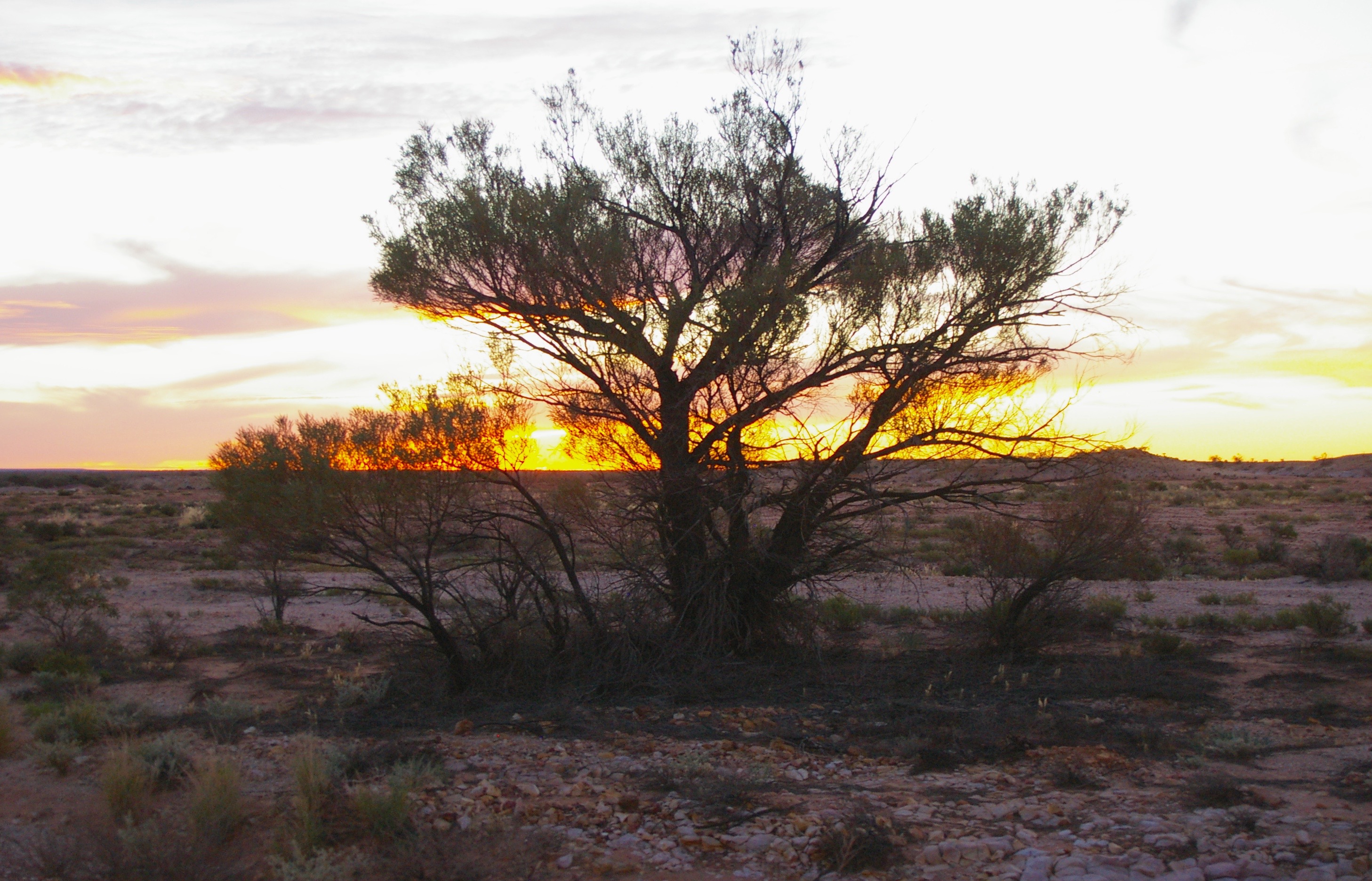 Desert Oodnadatta -® Melinda Barlow