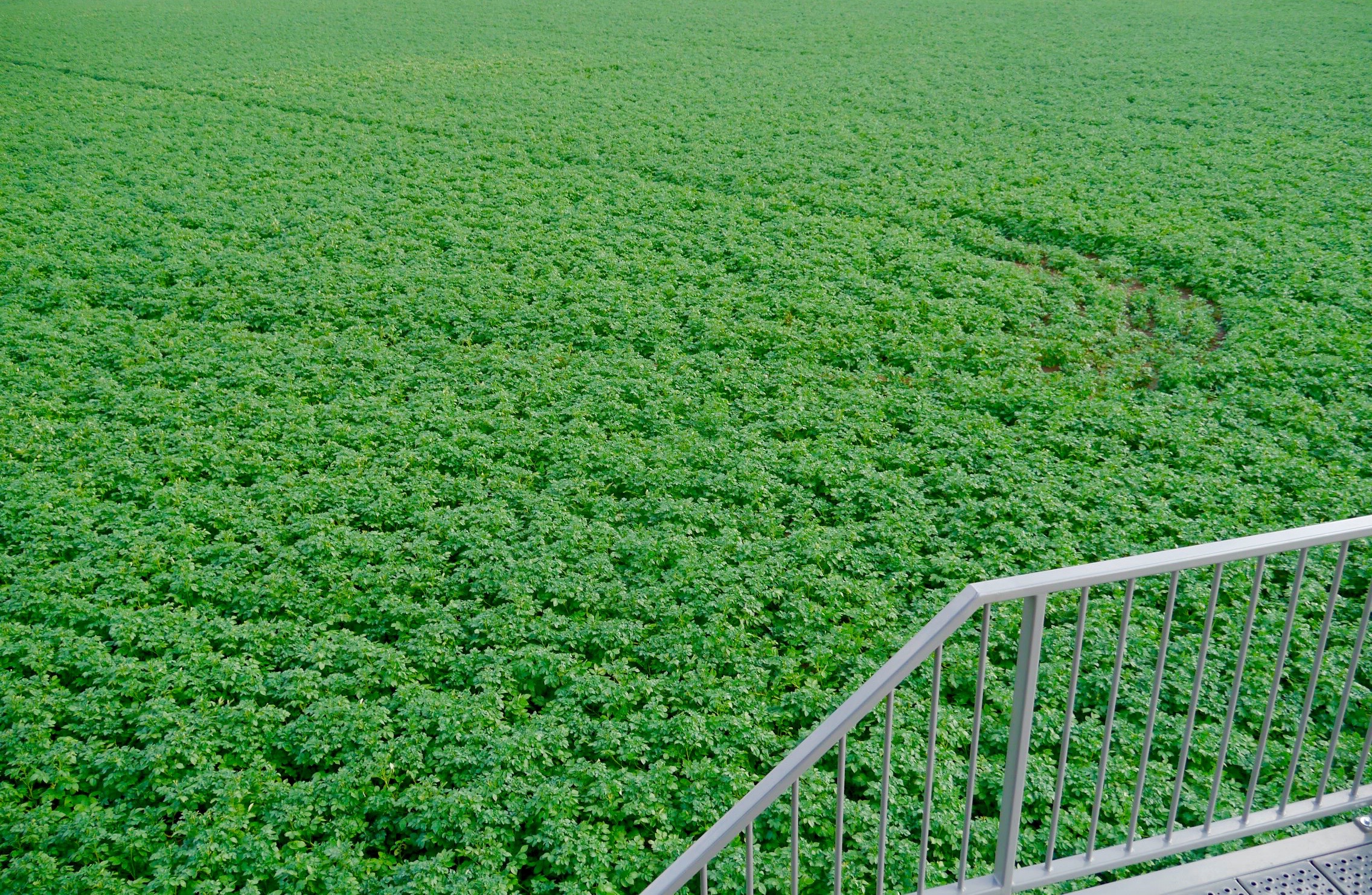 Potatoes 2 Eijsden, Limburg NL -® Melinda Barlow