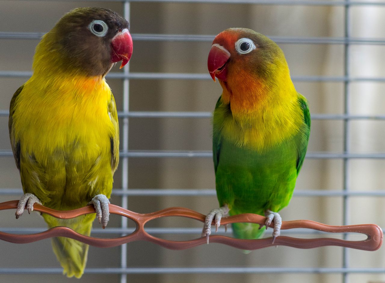 lovebirds-and-cage-need-new-home-521b754b707ac