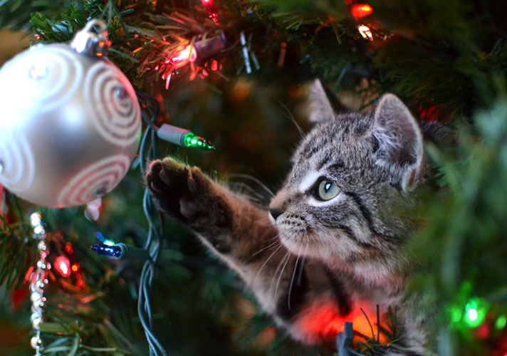 cat-christmas-tree