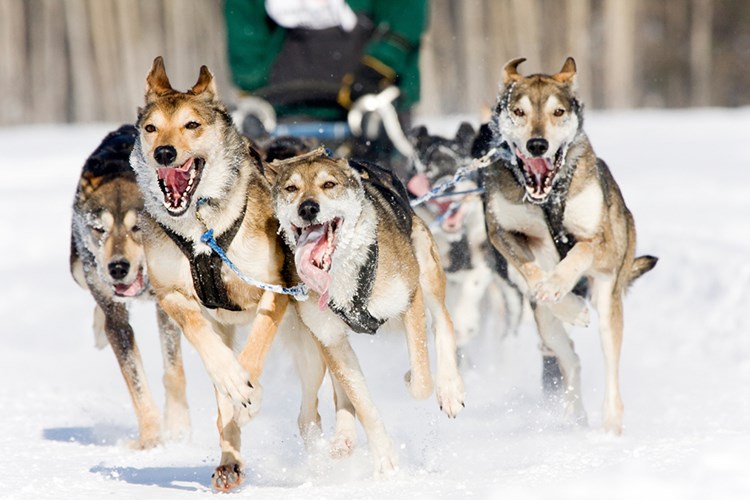 togwotee_activity-winter_dogsledding_1_1000x667