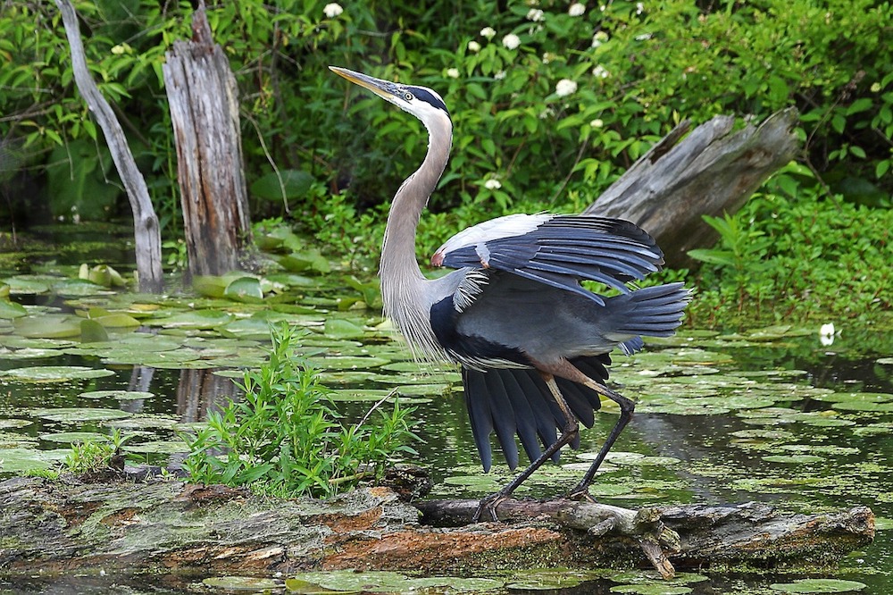 great-blue-heron-2005734_1280