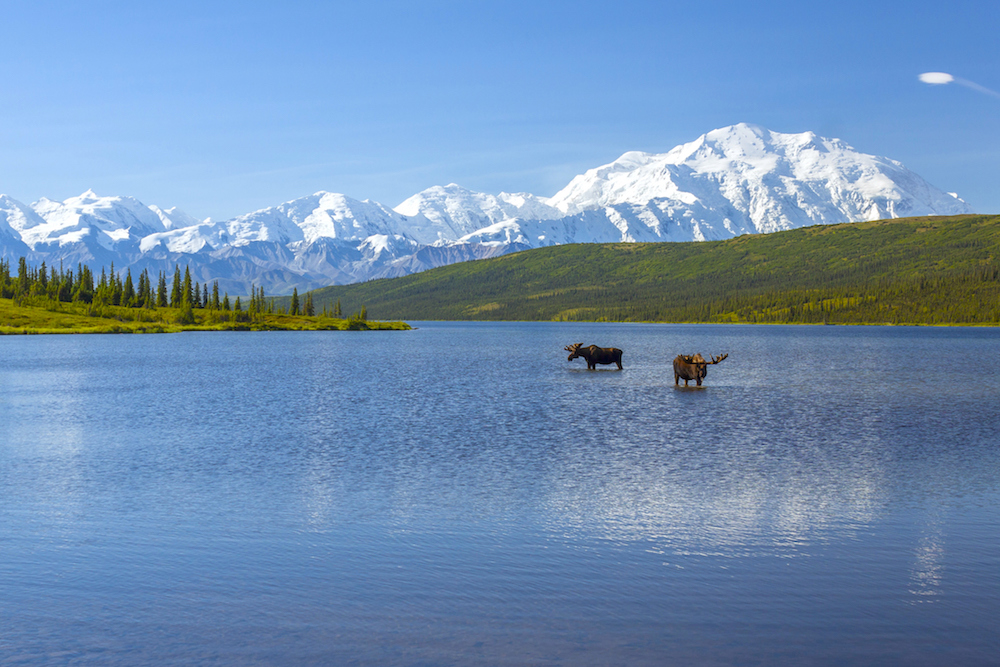 Two bull moose feeding in Wonder Lake