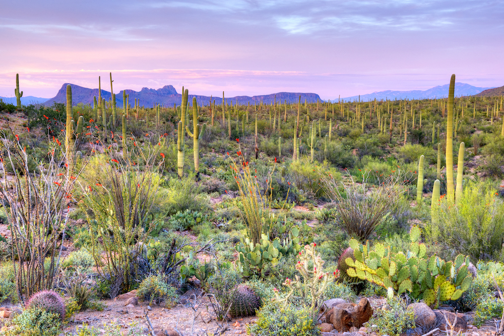 saguaro