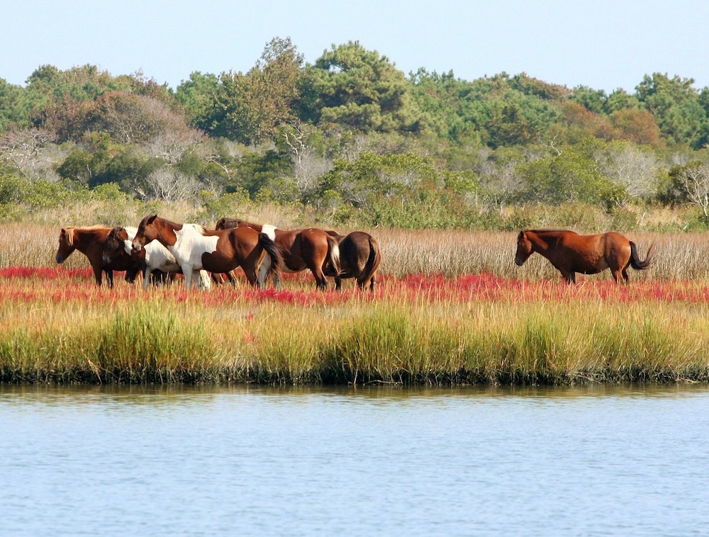 wild-horses-60152_1280